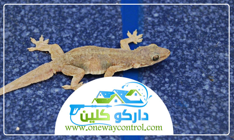 مكافحة الوزغ