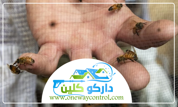 شركة مكافحة النحل بالمدينة