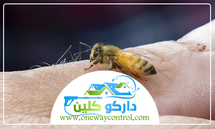 شركة مكافحة النحل بالمدينة