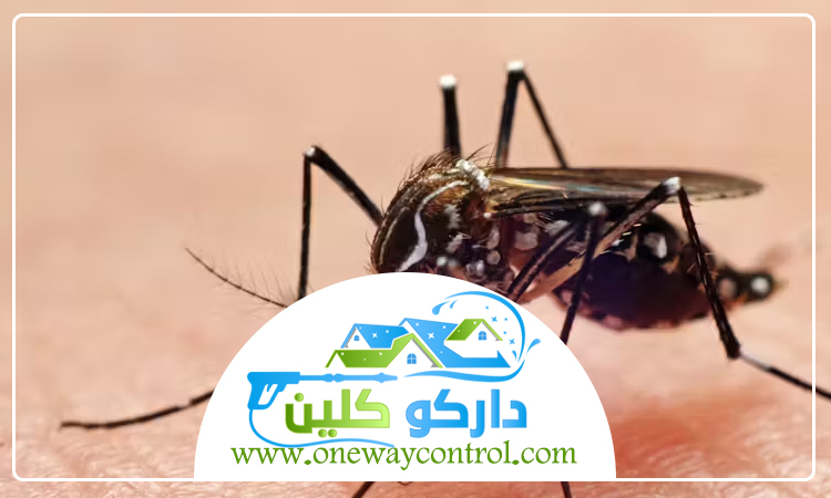 شركة مكافحة البعوض بالمدينة