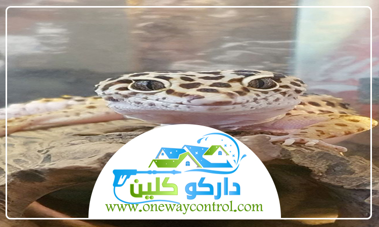 شركة مكافحة الوزغ بالمدينة المنورة 3 شركة مكافحة الوزغ بالمدينة المنورة