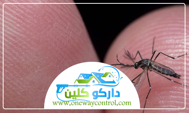 شركة مكافحة البعوض بالمدينة