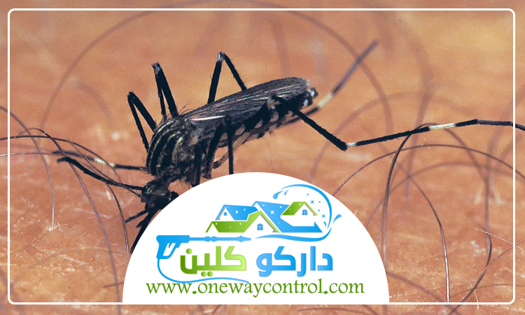 شركة مكافحة البعوض بالمدينة