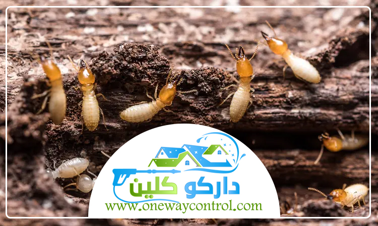 مكافحة النمل