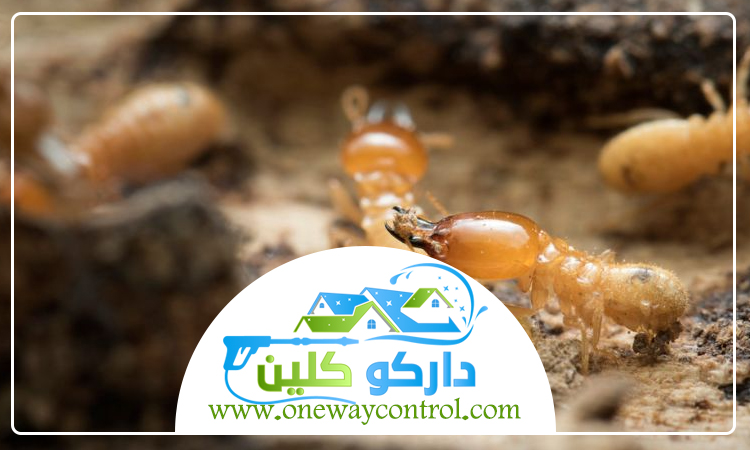  شركة مكافحة النمل الابيض بالمدينة