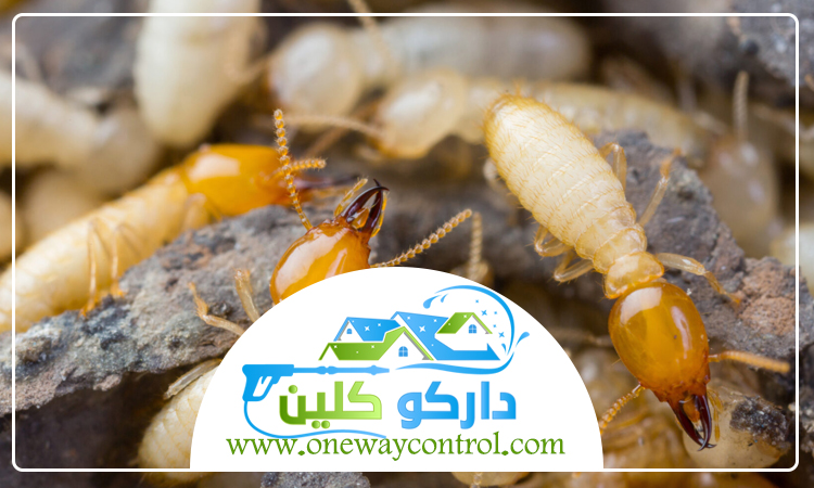 مكافحة الأرضة