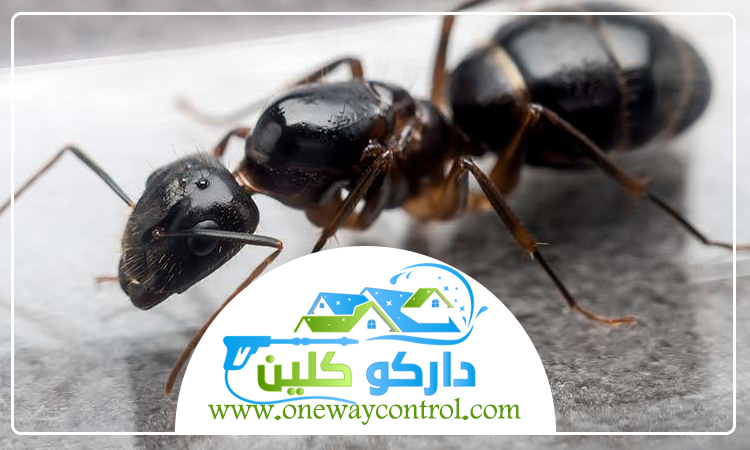 شركة مكافحة النمل الاسود بالمدينة