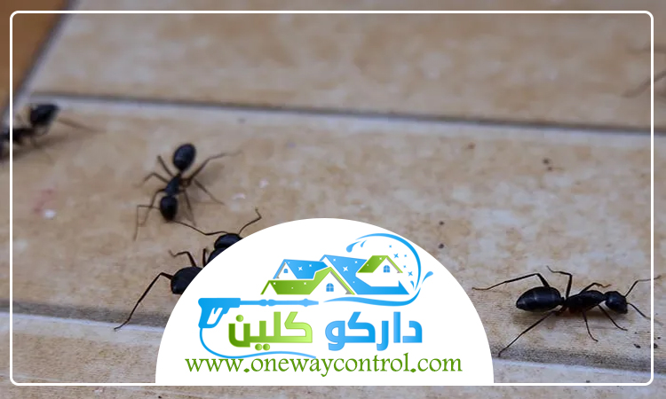 مكافحة النمل