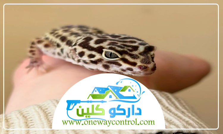 شركة مكافحة الوزغ بالمدينة المنورة 4 شركة مكافحة الوزغ بالمدينة المنورة