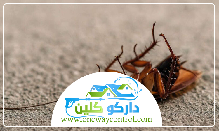 شركة مكافحة الصراصير بالمدينة المنورة 4 شركة مكافحة الصراصير بالمدينة المنورة