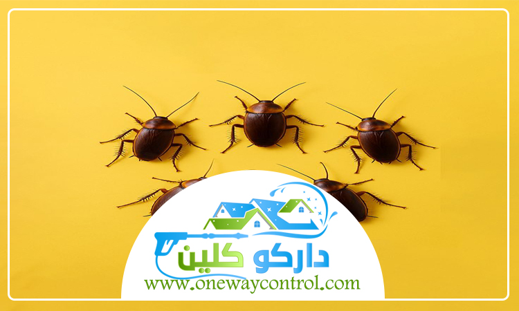 شركة مكافحة الصراصير برابغ 5 شركة مكافحة الصراصير برابغ