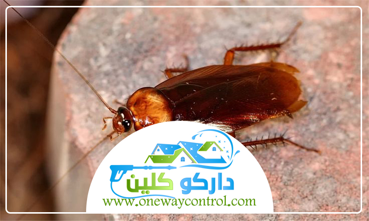 شركة مكافحة الصراصير برابغ 4 شركة مكافحة الصراصير برابغ