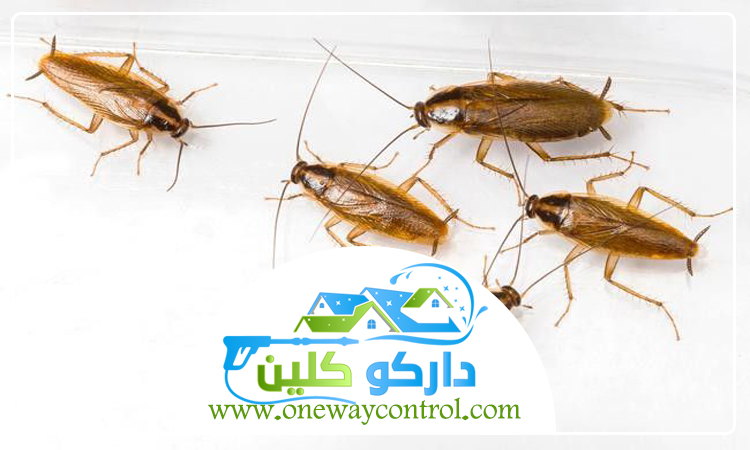 شركة مكافحة الصراصير برابغ 3 شركة مكافحة الصراصير برابغ