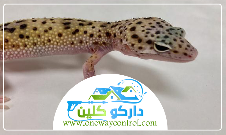 شركة مكافحة الوزغ بالمدينة المنورة 5 شركة مكافحة الوزغ بالمدينة المنورة