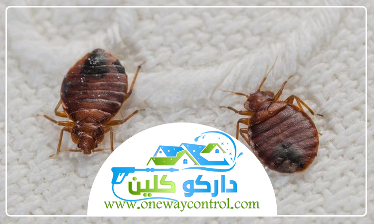 شركة مكافحة بق الفراش بمكة 3 شركة مكافحة بق الفراش بمكة