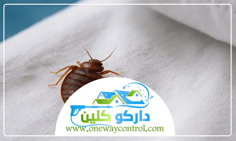 شركة مكافحة بق الفراش بجدة