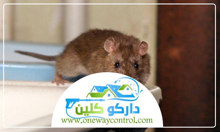 شركة مكافحة الفئران بجدة 5 شركة مكافحة الفئران بجدة