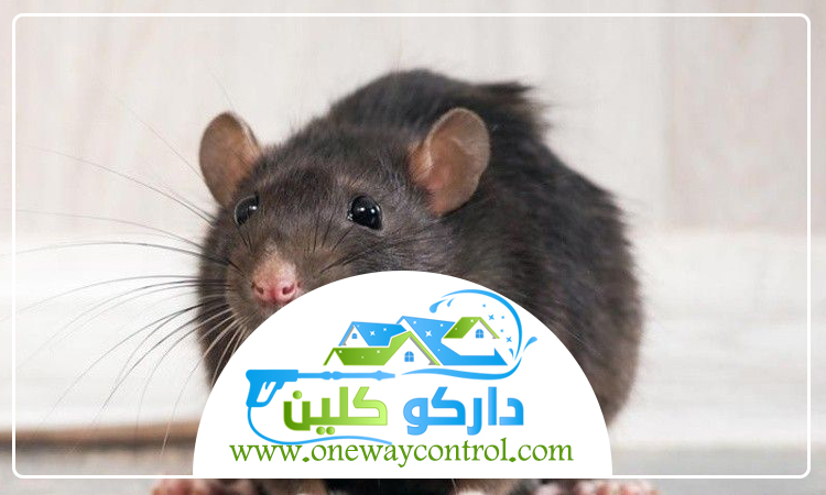 شركة مكافحة الفئران بجدة 3 شركة مكافحة الفئران بجدة