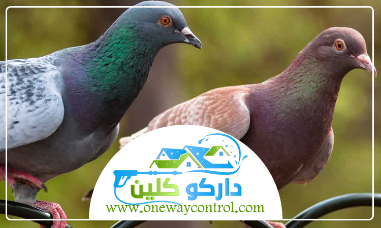 شركة مكافحة الحمام بجدة 3 شركة مكافحة الحمام بجدة