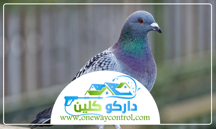 شركة مكافحة الحمام بجدة 4 شركة مكافحة الحمام بجدة