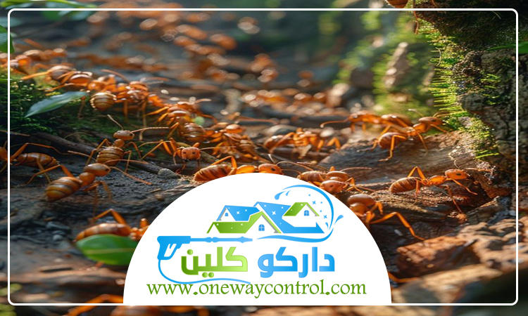 شركة مكافحة النمل الابيض بخليص 53 شركة مكافحة حشرات بالقنفذه