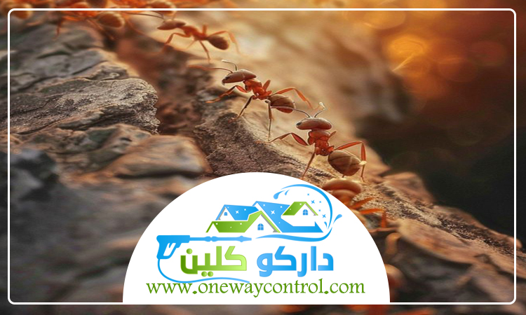 شركة مكافحة النمل الابيض بخليص 3 شركة مكافحة النمل الابيض بخليص