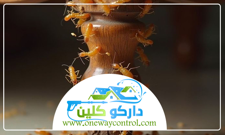 شركة مكافحة النمل الابيض بخليص 4 شركة مكافحة النمل الابيض بخليص