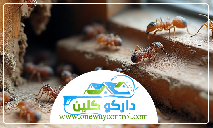 شركة مكافحة النمل الابيض بخليص 5 شركة مكافحة النمل الابيض بخليص