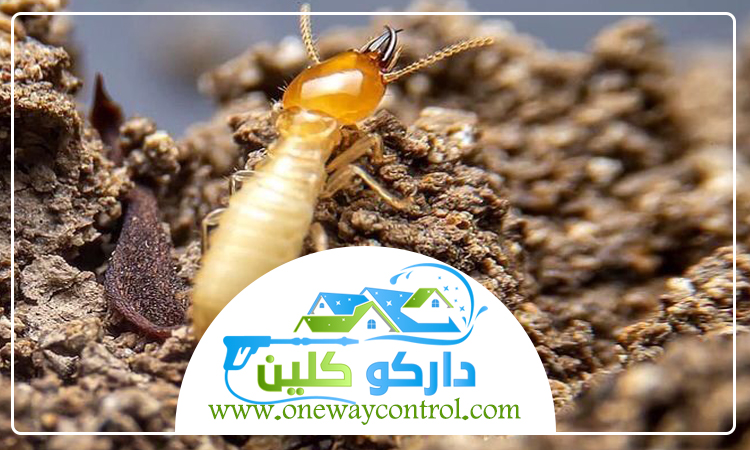 شركة مكافحة النمل الابيض بالليث 3 شركة مكافحة النمل الابيض بالليث