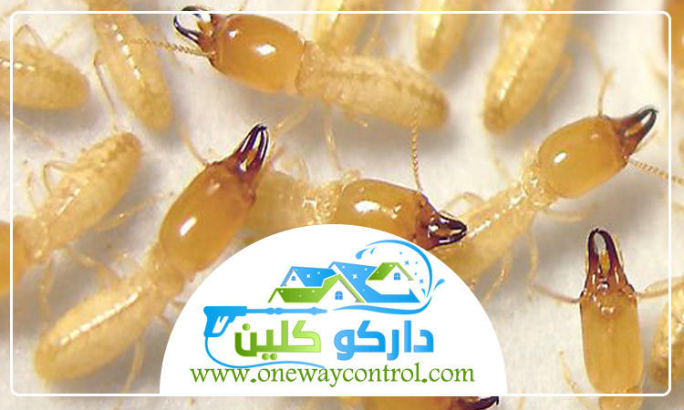 شركة مكافحة النمل الابيض بالليث 4 شركة مكافحة النمل الابيض بالليث