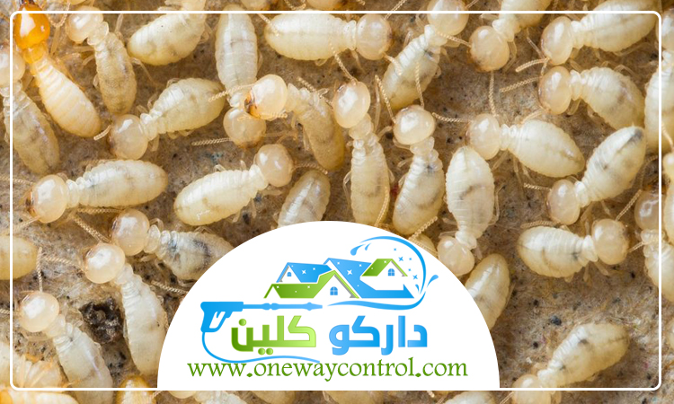 شركة مكافحة النمل الابيض بالليث 49 شركة مكافحة حشرات بالقنفذه