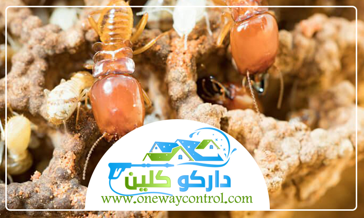 شركة مكافحة النمل الابيض بالليث 5 شركة مكافحة النمل الابيض بالليث