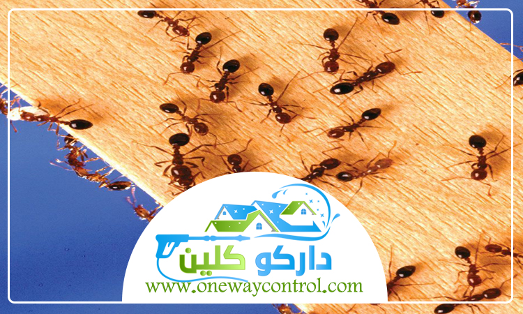 شركة مكافحة النمل الاسود بمكة 2 شركة مكافحة النمل الاسود بمكة