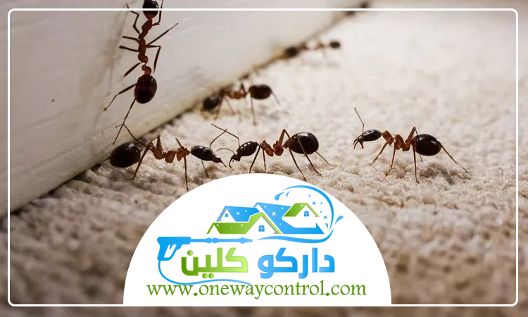 شركة مكافحة النمل الاسود بمكة 4 شركة مكافحة النمل الاسود بمكة