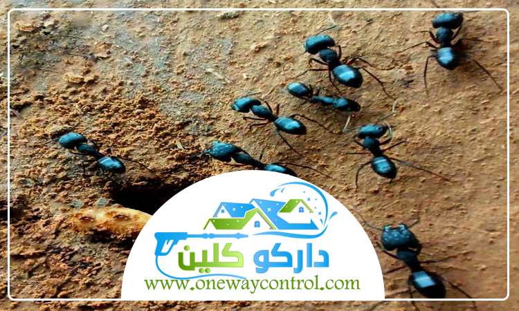 شركة مكافحة النمل الاسود بمكة 5 شركة مكافحة النمل الاسود بمكة