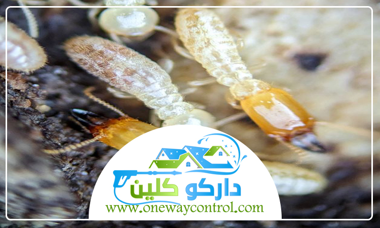 شركة مكافحة الارضة بالجموم 5 شركة مكافحة الارضة بالجموم