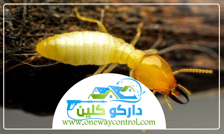 شركة مكافحة الارضة بالجموم 4 شركة مكافحة الارضة بالجموم