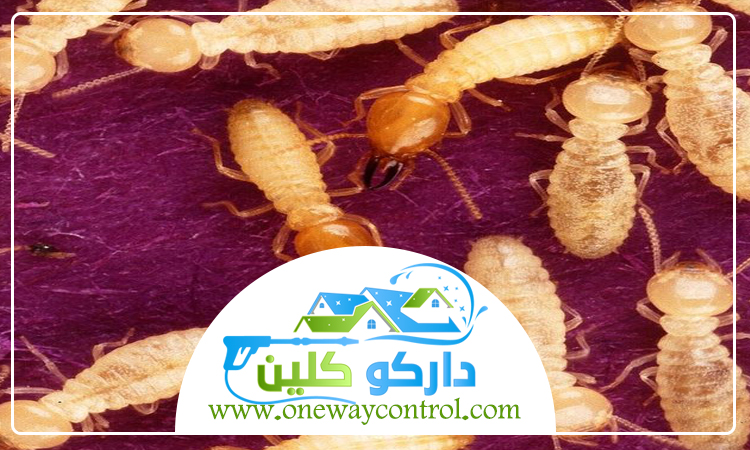 شركة مكافحة الارضة بالجموم 45 شركة مكافحة حشرات بالقنفذه