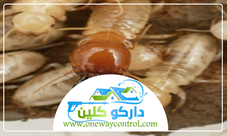 شركة مكافحة الارضة بالجموم 3 شركة مكافحة الارضة بالجموم