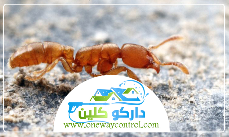 شركة مكافحة الارضة برابغ 41 شركة مكافحة حشرات بالقنفذه