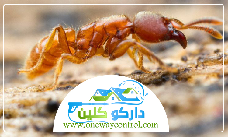 شركة مكافحة الارضة برابغ 3 شركة مكافحة الارضة برابغ