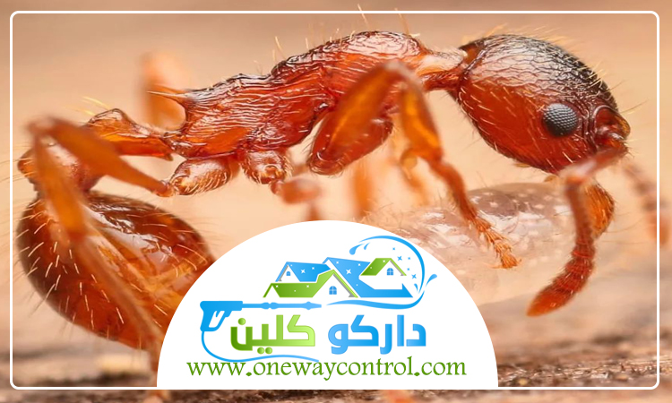 شركة مكافحة الارضة برابغ 4 شركة مكافحة الارضة برابغ