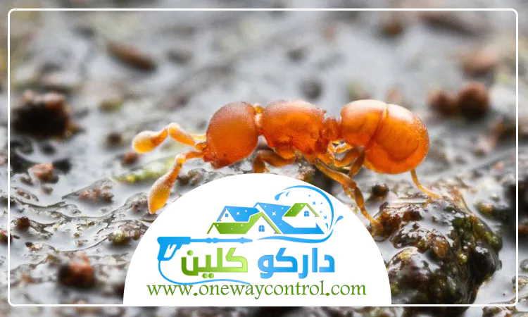 شركة مكافحة الارضة برابغ 5 شركة مكافحة الارضة برابغ