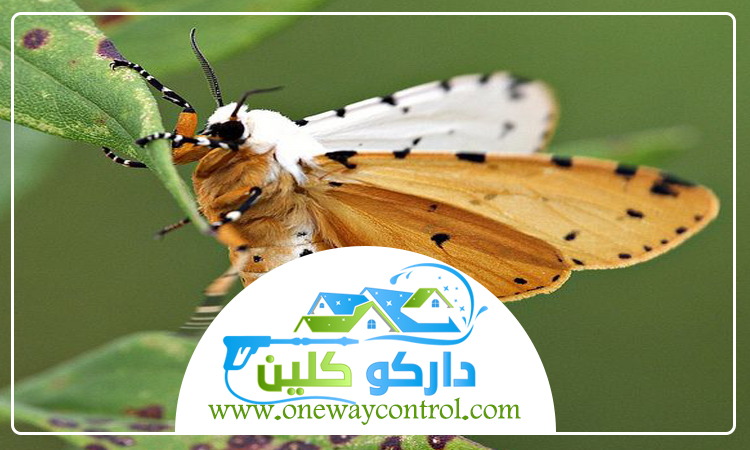 شركة مكافحة العتة بالليث 37 شركة مكافحة حشرات بالقنفذه