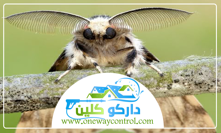 شركة مكافحة العتة بالليث 5 شركة مكافحة العتة بالليث