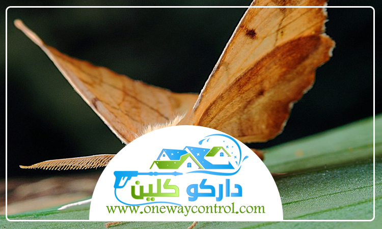 شركة مكافحة العتة بالليث 3 شركة مكافحة العتة بالليث