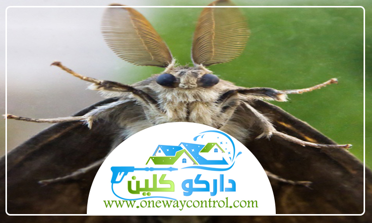 شركة مكافحة العتة بالليث 4 شركة مكافحة العتة بالليث
