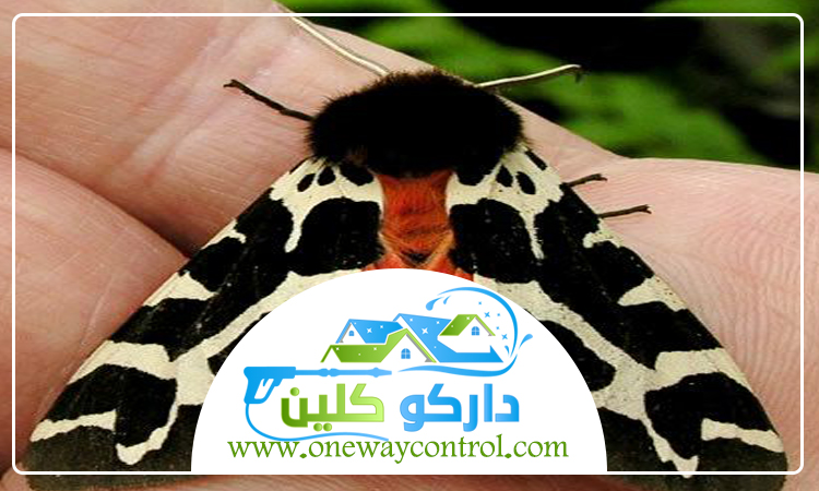 شركة مكافحة العتة بالجموم 5 شركة مكافحة العتة بالجموم