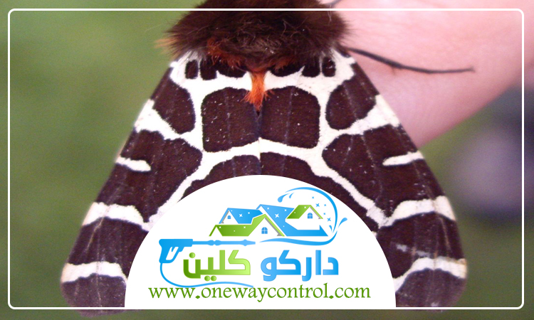 شركة مكافحة العتة بالجموم 4 شركة مكافحة العتة بالجموم