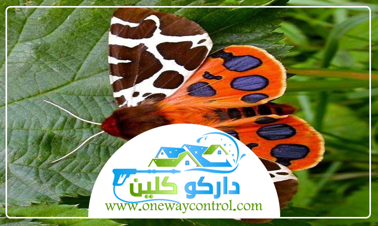 شركة مكافحة العتة بالجموم 33 شركة مكافحة حشرات بالقنفذه